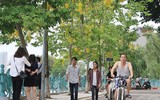 Hồ Tây ngập sắc vàng hoa muồng hoàng yến